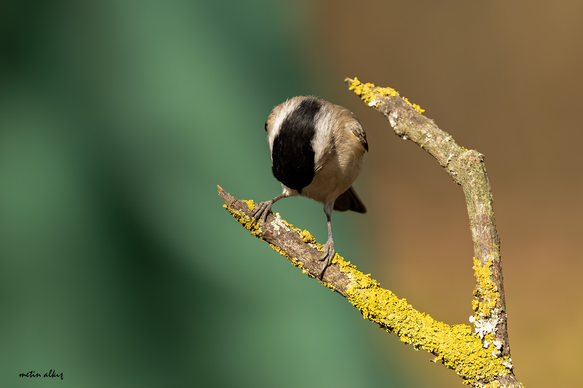 Marsh Tit